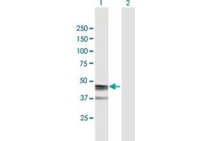 Western Blot analysis of ASPN expression in transfected 293T cell line by ASPN MaxPab polyclonal antibody. (Asporin antibody  (AA 1-384))