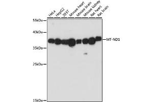 Western blot analysis of extracts of various cell lines, using MT-ND1 antibody (ABIN7268598) at 1:1000 dilution. (MT-ND1 antibody)