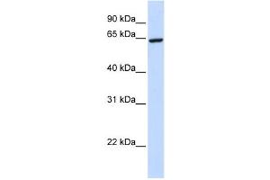 Western Blotting (WB) image for anti-Zinc Finger Protein 280B (ZNF280B) antibody (ABIN2458440) (ZNF280B antibody)