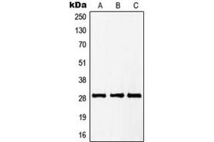 Western blot analysis of PTTG1/2/3 expression in HepG2 (A), Jurkat (B), NIH3T3 (C) whole cell lysates. (PTTG1/2/3 antibody  (Center))