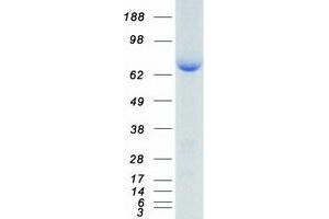 Validation with Western Blot