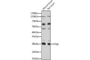 Western blot analysis of extracts of various cell lines, using Olig1 Polyclonal Antibody (ABIN7269091) at 1:1000 dilution. (OLIG1 antibody  (AA 1-100))