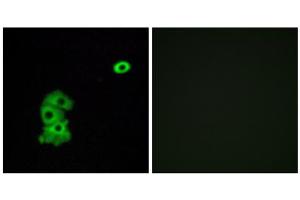 Immunofluorescence analysis of A549 cells, using OR4C6 antibody. (OR4C6 antibody  (Internal Region))