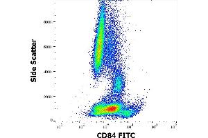 Flow cytometry surface staining pattern of human peripheral whole blood stained using anti-human CD84 (CD84. (CD84 antibody  (FITC))