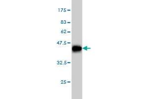 Western Blot detection against Immunogen (36. (NOVA1 antibody  (AA 408-507))