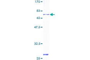 P2RX4 Protein (AA 1-388) (GST tag)