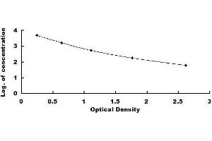 Rabbit Capture antibody from the kit in ELISA with Positive Control: Serum. (Noradrenaline ELISA Kit)