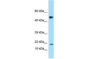 WB Suggested Anti-Ankrd37 Antibody Titration: 1. (ANKRD37 antibody  (N-Term))