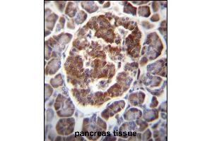 TBC1D22A Antibody (C-term) (ABIN656780 and ABIN2845998) immunohistochemistry analysis in formalin fixed and paraffin embedded human pancreas tissue followed by peroxidase conjugation of the secondary antibody and DAB staining. (TBC1D22A antibody  (C-Term))