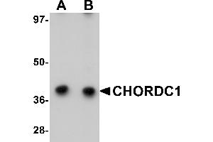 Western Blotting (WB) image for anti-Cysteine and Histidine-Rich Domain (CHORD)-Containing 1 (CHORDC1) (N-Term) antibody (ABIN1031319) (CHORDC1 antibody  (N-Term))