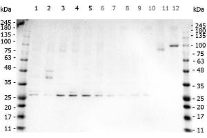 Western Blot of Rabbit anti-TNF Alpha antibody. (TNF alpha antibody)