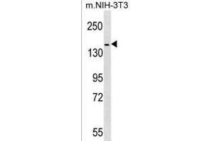 HER4 Antibody (p) (ABIN1536665 and ABIN2850515) western blot analysis in mouse NIH-3T3 cell line lysates (35 μg/lane). (ERBB4 antibody  (C-Term))