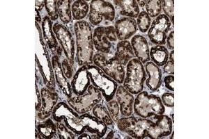 Immunohistochemical staining of human kidney with TMEM150 polyclonal antibody  shows strong cytoplasmic positivity in tubules. (TMEM150A antibody)