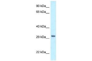 Western Blot showing PEX19 antibody used at a concentration of 1 ug/ml against HCT15 Cell Lysate (PEX19 antibody  (C-Term))