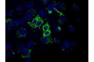 Anti-HIBCH mouse monoclonal antibody (ABIN2453129) immunofluorescent staining of COS7 cells transiently transfected by pCMV6-ENTRY HIBCH (RC209814). (HIBCH antibody)