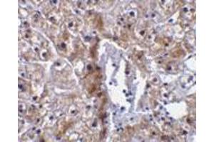 Immunohistochemical staining of human liver tissue using AP30193PU-N caspase-12 antibody (small) at 10 μg/ml. (Caspase 12 antibody  (small))