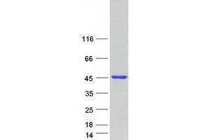 Validation with Western Blot (VPS26B Protein (Myc-DYKDDDDK Tag))