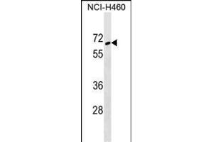 ZNF83 Antibody (N-term) (ABIN1538833 and ABIN2849172) western blot analysis in NCI- cell line lysates (35 μg/lane).