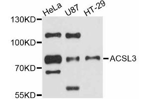 Western blot analysis of extracts of various cell lines, using ACSL3 antibody (ABIN4902825) at 1:3000 dilution. (Acsl3 antibody)