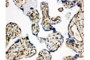 IHC-P: HSD17B2 antibody testing of human placenta tissue (HSD17B2 antibody  (AA 373-387))