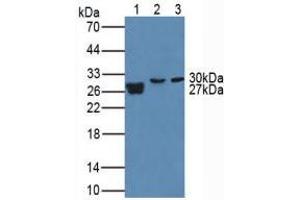 Figure. (MMP7 antibody  (AA 1-267))