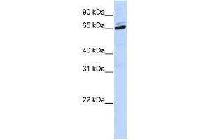 ARSH antibody used at 1 ug/ml to detect target protein. (Arylsulfatase H antibody  (Middle Region))
