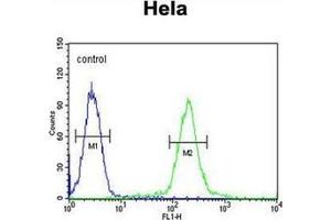 Flow cytometric analysis of Hela cells using GALNT4 Antibody (N-term) Cat.