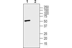 Western blot analysis of human SH-SY5Y neuroblastoma cell lysate: - 1. (Slc30a3 antibody  (2nd Cytoplasmic Loop))