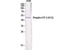 Western Blot (WB) analysis of specific cells using Phospho-ATF-2 (S112) Polyclonal Antibody. (ATF2 antibody  (pSer112))