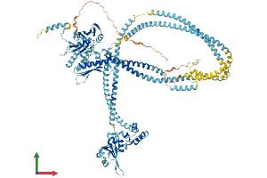 AlphaFold protein structure predicition of Mouse Recombinant Smc5 Protein, UniprotID Q8CG46 (SMC5 Protein (AA 1-1101) (His tag))