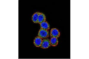 Confocal immunofluorescent analysis of RAF1 Antibody (N-term) (ABIN392261 and ABIN2841943) with Hela cell followed by Alexa Fluor 488-conjugated goat anti-rabbit lgG (green). (RAF1 antibody  (N-Term))