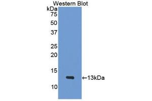 Detection of Recombinant PF4, Mouse using Polyclonal Antibody to Platelet Factor 4 (PF4) (PF4 antibody  (AA 30-105))