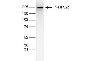 Western Blot of anti-Pol II S2p antibody Western Blot results of Mouse anti-Pol II S2p antibody. (POLR2A/RPB1 antibody  (pSer2))