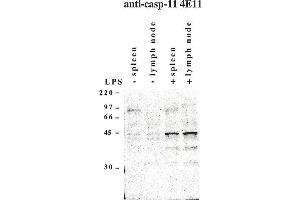 Western blot using anti-Caspase-11 (mouse), mAb (4E11)  detecting endogenous caspase-11 in mouse spleen and lymph node as two bands of 43 and 38 kDa after exposure to LPS.
