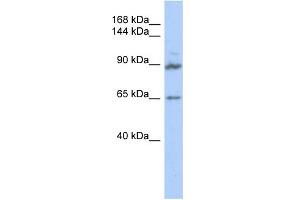 Western Blotting (WB) image for anti-G Protein-Coupled Receptor Associated Sorting Protein 2 (GPRASP2) (Middle Region) antibody (ABIN2785006)