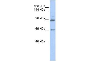 WB Suggested Anti-GPRASP2 Antibody Titration: 0. (GPRASP2 antibody  (Middle Region))