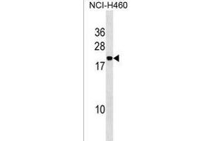 IAL4A Antibody (Center) (ABIN1538554 and ABIN2850281) western blot analysis in NCI- cell line lysates (35 μg/lane). (PPIAL4A antibody  (AA 66-92))