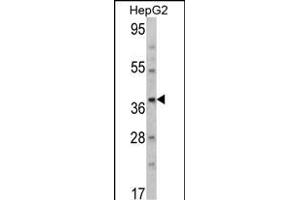Western blot analysis of T Antibody (N-term) (ABIN390700 and ABIN2840986) in HepG2 cell line lysates (35 μg/lane). (Aminomethyltransferase antibody  (N-Term))