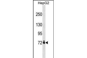 MOXD1 Antibody (N-term) (ABIN1539580 and ABIN2849367) western blot analysis in HepG2 cell line lysates (35 μg/lane). (MOXD1 antibody  (N-Term))