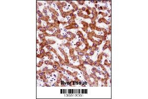 IHH Antibody immunohistochemistry analysis in formalin fixed and paraffin embedded human liver tissue followed by peroxidase conjugation of the secondary antibody and DAB staining. (Indian Hedgehog antibody  (N-Term))