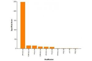 Histone H4K20me2 antibody (mAb) specificity tested by peptide array analysis. (Histone H4 antibody  (2meLys20))