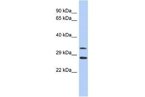 WB Suggested Anti-BIRC7 Antibody Titration:  0. (BIRC7 antibody  (Middle Region))