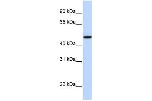 EPOr antibody used at 1 ug/ml to detect target protein. (EPOR antibody  (N-Term))