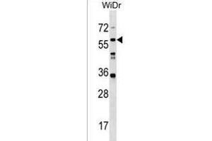 LRRC14B Antibody (N-term) (ABIN1539457 and ABIN2850224) western blot analysis in WiDr cell line lysates (35 μg/lane). (LRRC14B antibody  (N-Term))