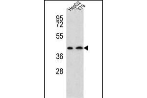 DAT Antibody (Center) (ABIN654120 and ABIN2843997) western blot analysis in HepG2,Y79 cell line lysates (35 μg/lane). (AADAT antibody  (AA 196-224))