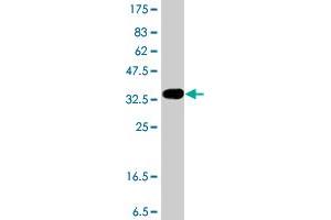 Western Blot detection against Immunogen (36. (FPGS antibody  (AA 135-232))