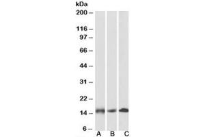 Western blot testing of human [A], mouse [B] and rat [C] heart lysates with NDUFA7 antibody at 0. (NDUFA7 antibody)