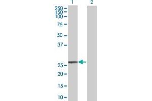 Western Blot analysis of DCXR expression in transfected 293T cell line by DCXR MaxPab polyclonal antibody.