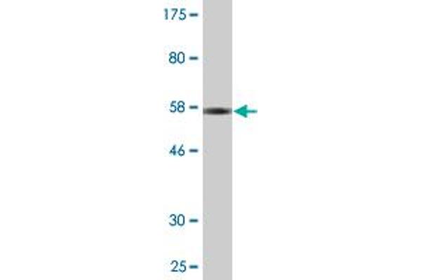 HEXIM1 antibody  (AA 1-359)