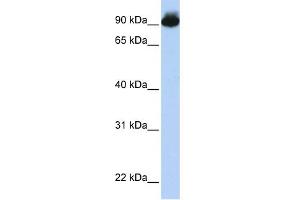 WB Suggested Anti-ELMO3 Antibody Titration:  0. (ELMO3 antibody  (Middle Region))